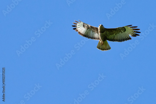  Buse variable - Buteo buteo -rapaces 