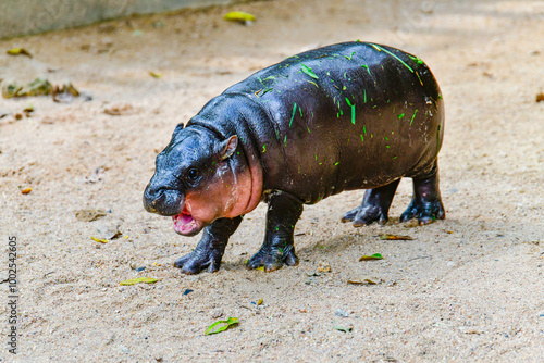 A female dwarf Pygmy hippo in Khao Kheow Open Zoo in Chonburi Thailand