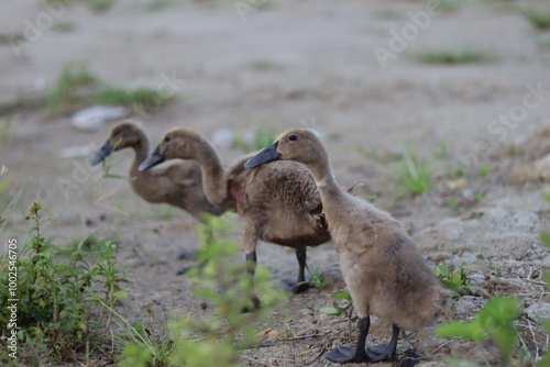 Three ducklings with blackish brown feathers and dark beaks are walking in a line on the grassy ground.