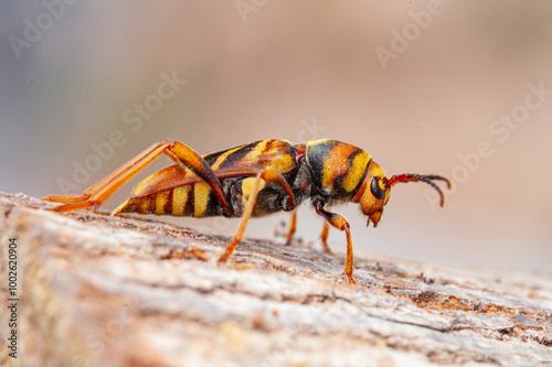 Escarabajo perforador de las moreras, Xylotrechus chinensis