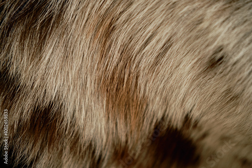 Detailed view of a dog's fur pattern, with a simple, minimal background. Red merle color border collie coat in close up. Brown and red spots on the dog's Hair