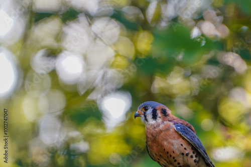 Close-up of an American kestrel