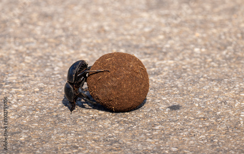 African Flightless Dung beetle 