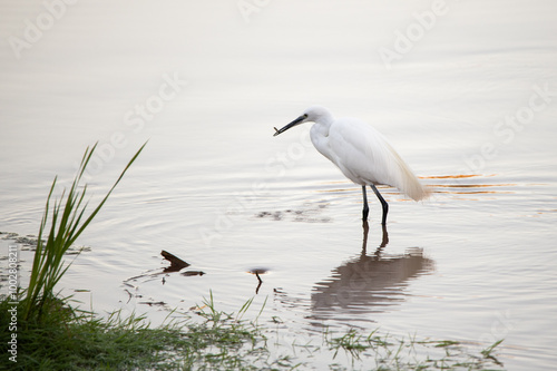 Garza, blanca, pesca en el agua, pico largo, ardea alba