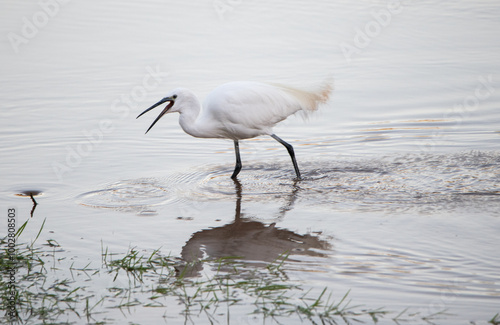 Garza, blanca, pesca en el agua, pico largo, ardea alba