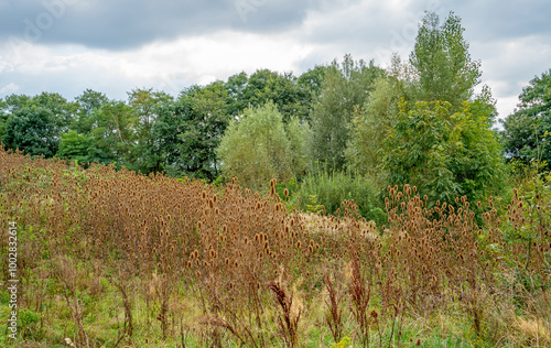 Autumn landscape with Common tuft (Dipsacus) 