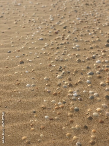 Undisturbed beach with shells