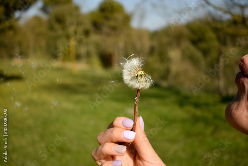 pedir un deseo soplando diente de león, mano mujer