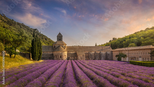 The Abbey of Senanque and the rows of lavender in bloom, panoramic view. Gordes, Vaucluse, Provence, France.