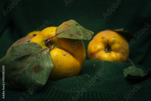 Ripe yellow quince on a dark background