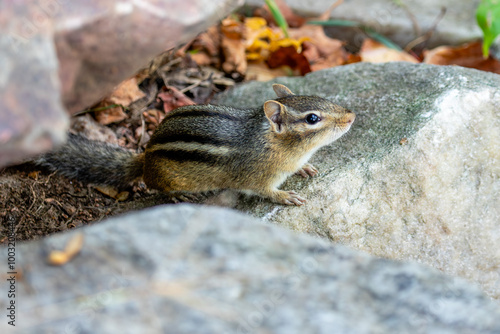 Eastern Chipmunk (Tamias striatus) in Rib Mountain State Park, Wausau, Wisconsin