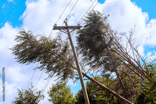 Hurricane blows tree down, crashing over electrical wire