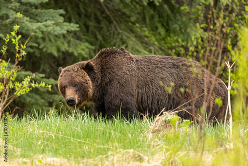 Wild grizzly bear (Ursus arctos horribilis) seen in Jasper National Park during summer time while foraging, eating on the side of the highway. Green, natural, flora background.