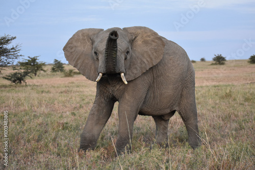 African elephant raising its trunk in challenge and alarm in the Maasai Mara, Kenya