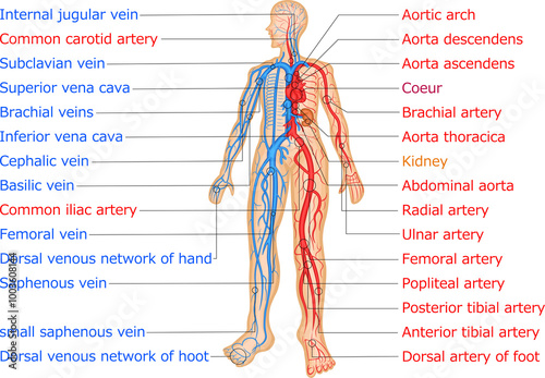 血管分布 動脈 静脈 イラスト 英語