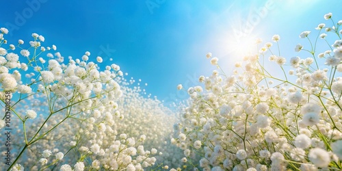 White gypsophila flowers growing abundantly in sunny spot with blue sky background Aerial