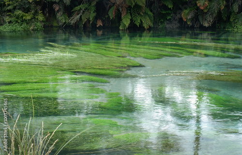 Blue Spring at Te Waihou Walkway. Waikato. New Zealand.