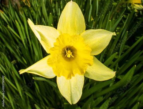 Narcissus flower from above in close-up. Focus on the flower's mouth, throat of a corolla