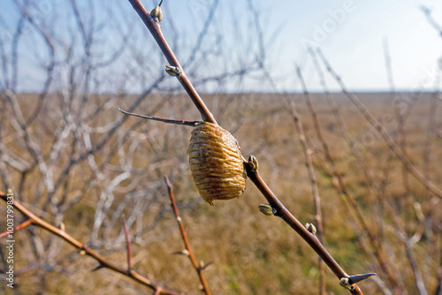 European mantid (Mantis religiosa) ootheca wintering on branch. Eggs are laid in form of foam, massively produced by glands in abdominal cavity. Foam solidifies, creating protective capsule. Crimea