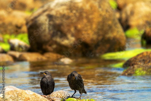 Example of acquisition by trial and error (cut and try). Young inexperienced starlings try to drink salt water and bathe in sea. They spit out water and unsuccessfully clean salty feathers. Series