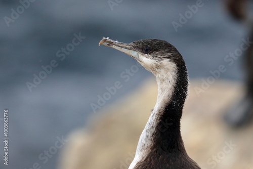 cormorant