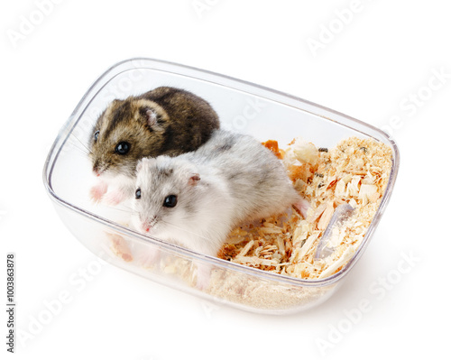 Two adorable hamsters resting together in a clear plastic container with bedding material