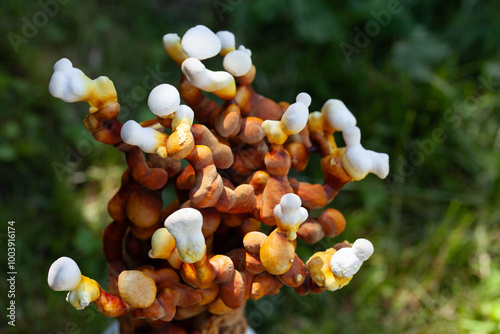 Ganoderma multipileum is a polypore mushroom species, commonly known as reishi, lingzhi or immortality fungus, medicinal Antler fungi grown in the natural background.