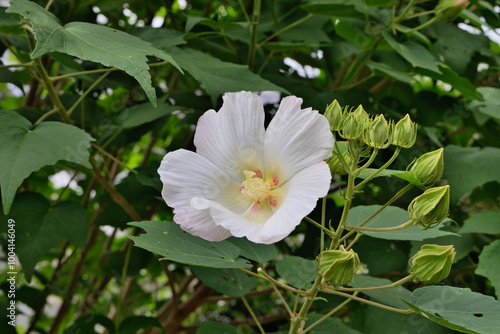 夕方になるとピンク色に変化する酔芙蓉の花