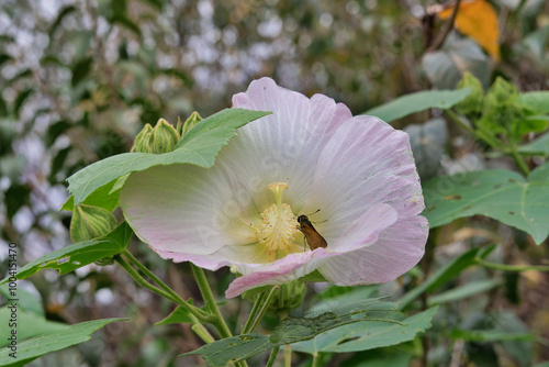 夕方になるとピンク色に変化する酔芙蓉の花