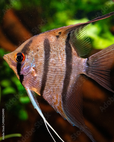 Wild Caught Rio Nanay Angelfish, Rio Nanay Skalar Wildfang