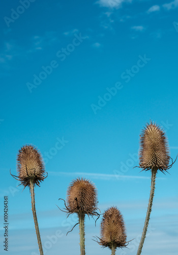 Four cutleaf teasel heads against a blue sky