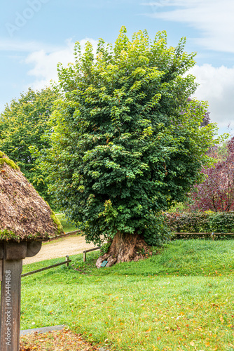 The 300+ year old sycamore Tolpuddle Martyrs' Tree beneath which the six martyrs met in 1833 at Tolpuddle, Dorset, England UK