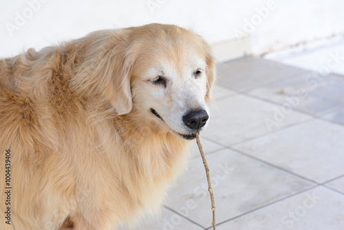 Cachorra da raça golden retriever deitada no chão olhando para frente com expressão de atenção.