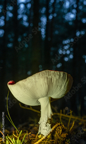 sombrero de seta de noche en un bosque de pinos en otoño