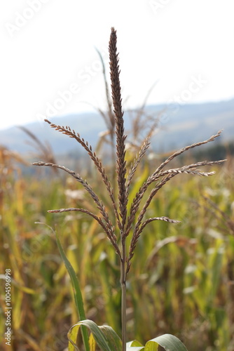 The top of the corn stalk in the field