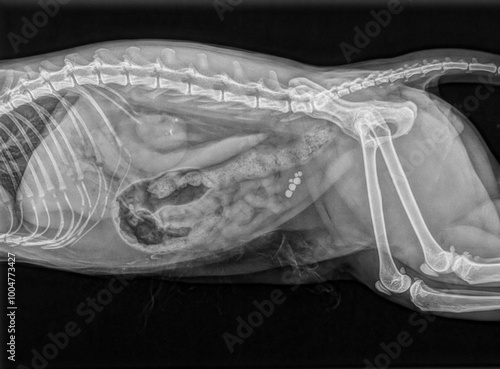 X-ray showing urinary stones in a cat Radiographie montrant des calculs urinaires chez un chat