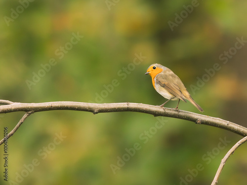 Rudzik (Erithacus rubecula) spoglądający w obiektyw