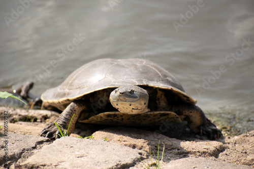 Tortuga de laguna ó sudamericana de arroyo