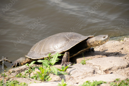 Tortuga de laguna ó sudamericana de arroyo