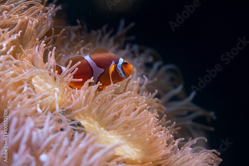 ocellaris clownfish (Amphiprion ocellaris), also known as the false percula clownfish or common clownfish