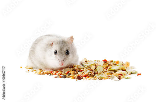 A cute gray hamster enjoying a mix of seeds and grains on a white background