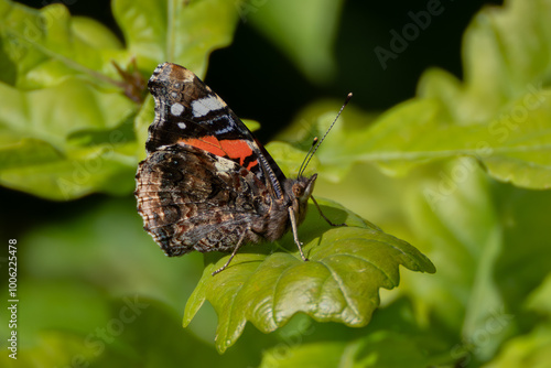 Admiral butterfly on oak leaf