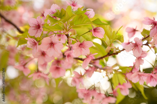 春の訪れを感じる河津桜