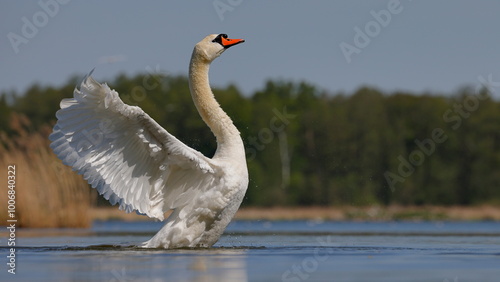 łabędź , swan 