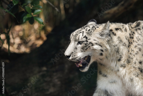 Snow leopard (Panthera Uncia) in captivity walks up and down inside an European zoo glass cage.