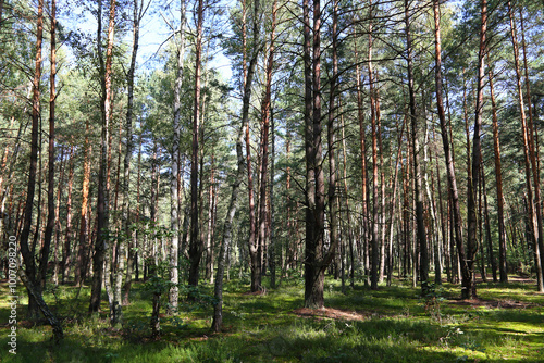 Trees in the forest in Poland, near a village called Wilga