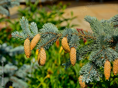 świerk kłujący z szyszkami, świerk srebrny, Picea pungens, Cones on a spruce tree branch