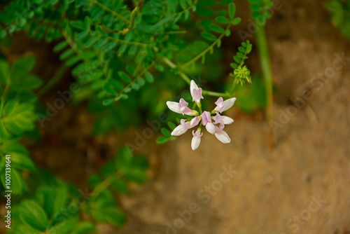 rózowe kwiaty cieciorki, topornica pstra, cieciorka pstra, Securigera varia syn. Coronilla varia, crownvetch, crown vetch, pink crown vetch flowers