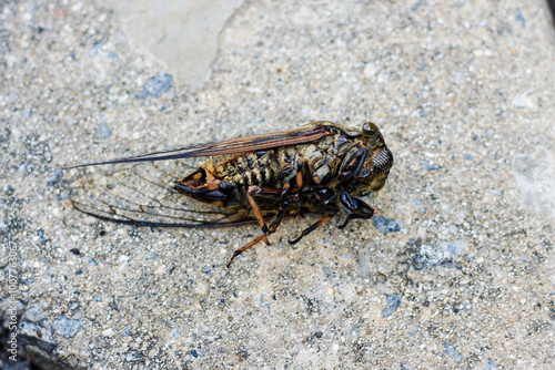 Dead cicada insect on gray background