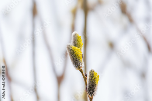 Nature awakes in spring. Blooming willow twigs and furry willow-catkins, so called seals or cats. Holly willow, Salix caprea